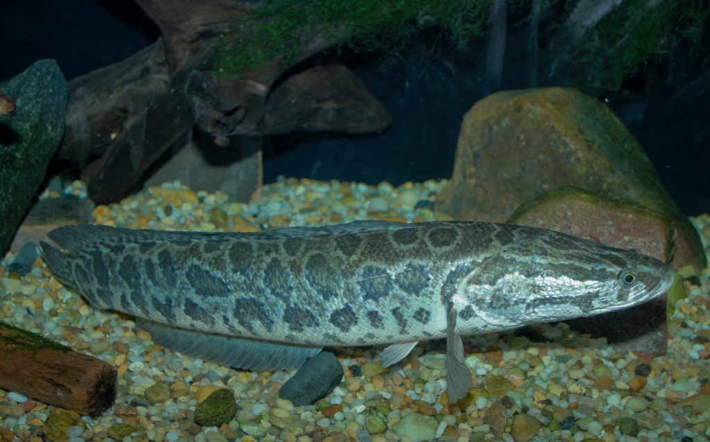 Snakehead_-_Channa_argus