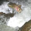 Salmon Fishing in Japan