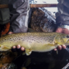 フライフィッシング ブラウントラウト 中禅寺湖 fly fishing brown trout