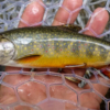 fly fishing brook trout フライフィッシング　ブルックトラウト　湯川