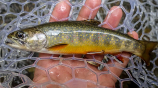 fly fishing brook trout フライフィッシング　ブルックトラウト　湯川