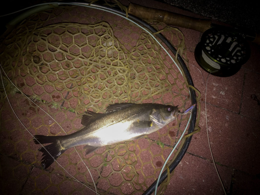 フライフィッシング シーバス フッコ 東京湾 運河 豊洲 fly fishing suzuki fish