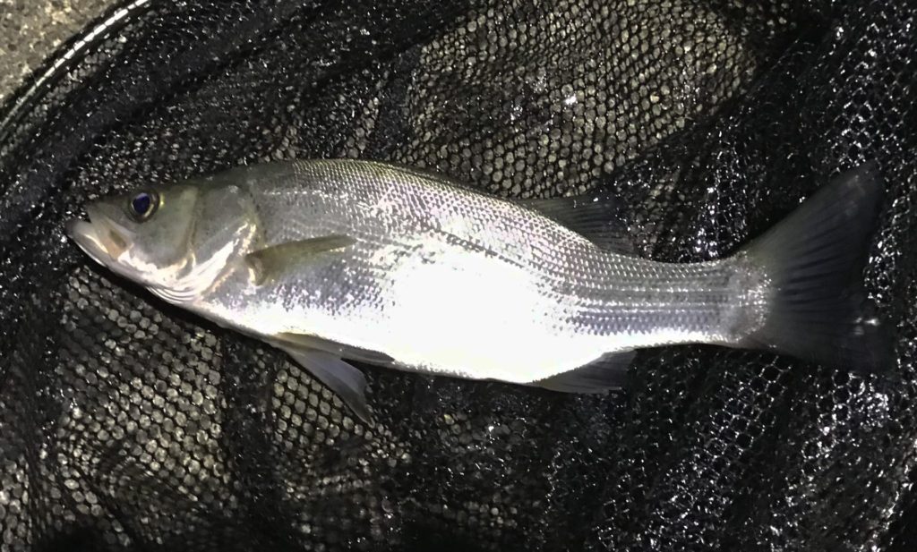 フライフィッシング ヒラスズキ fly fishing blackfin seabass hirasuzuki