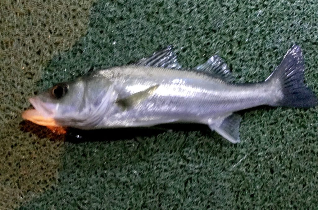 フライフィッシングで釣ったシーバス（スズキ）fly fishing suzuki fish