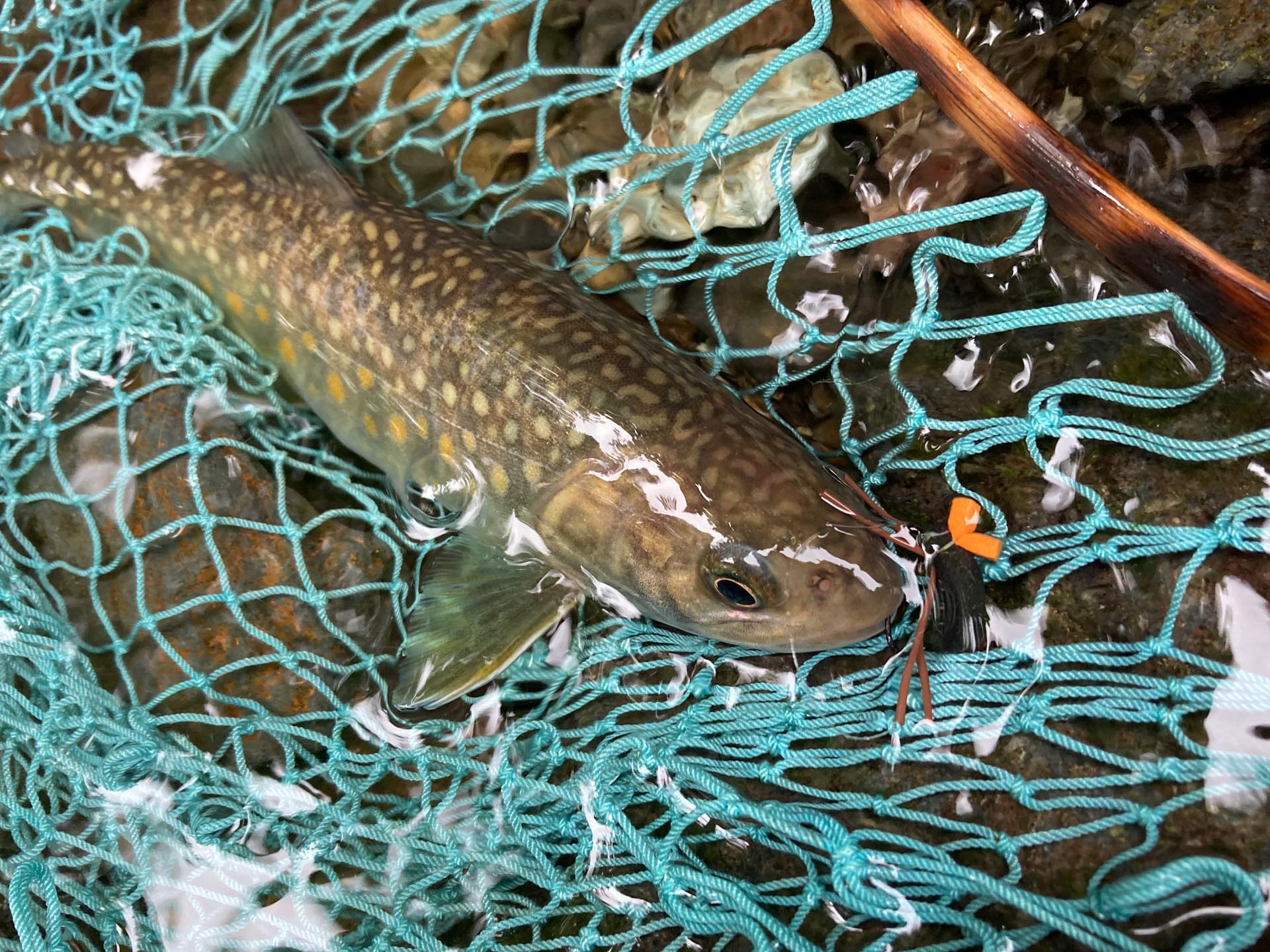 源流日帰り弾丸ツアー – 福島県南会津郡 | Tokyo Fly Fishing