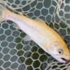 アルビノ ニジマス albino rainbow trout