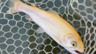 アルビノ ニジマス albino rainbow trout