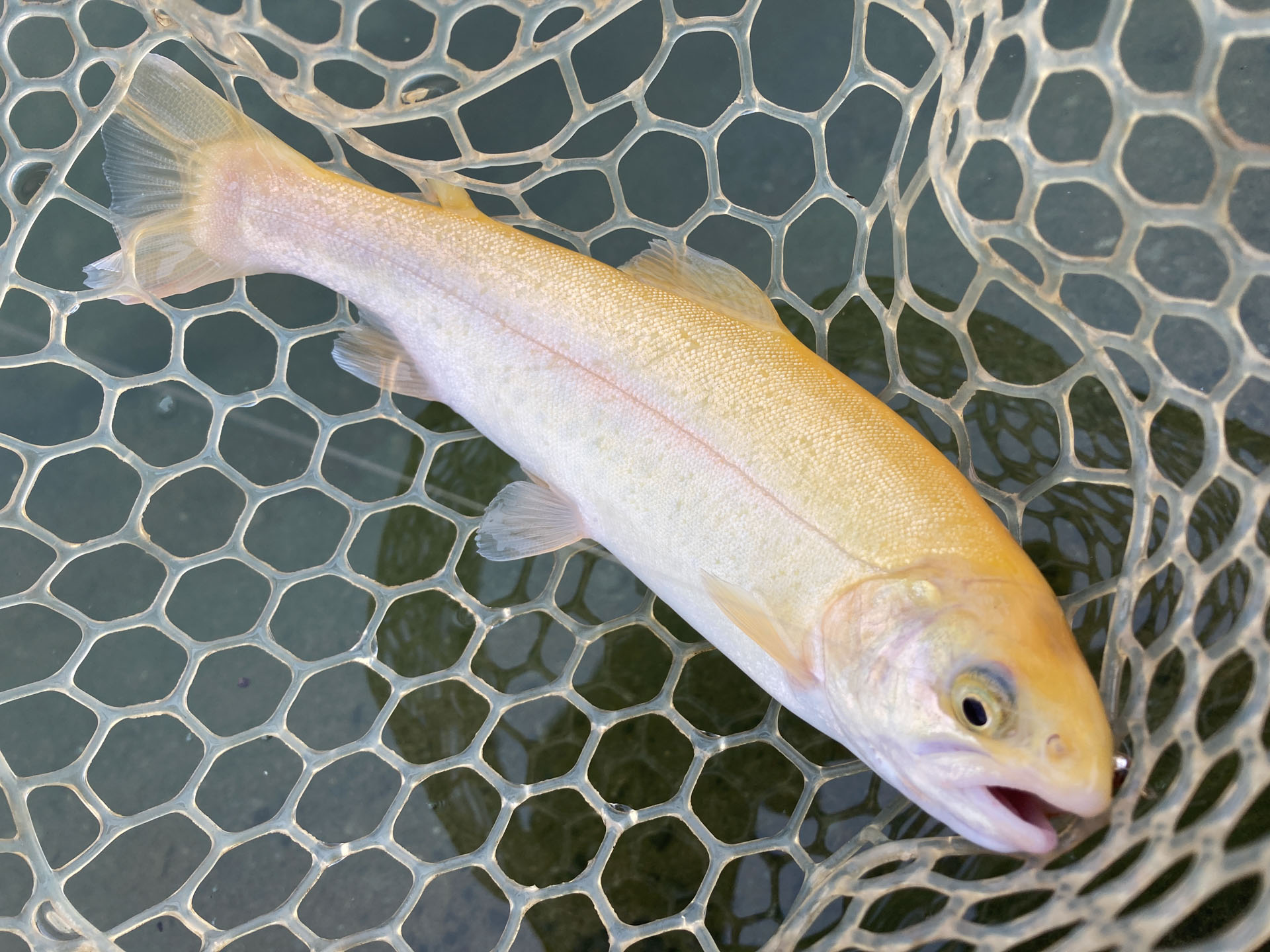 ニジマスしばいたろか？ – Fish Up 秋川湖、東京都あきる野市 | Tokyo