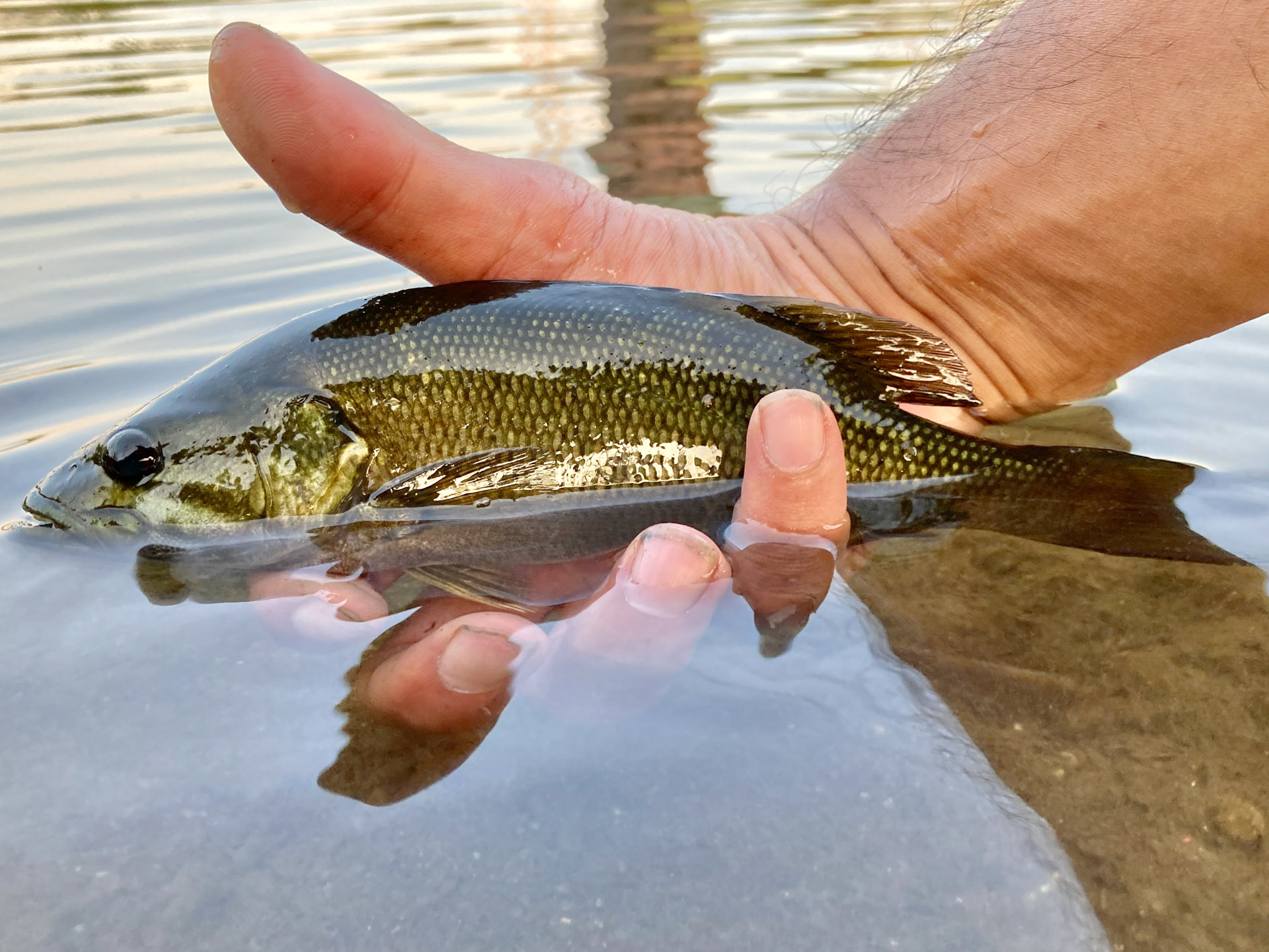 「フライフィッシングで100魚種」プロジェクトの記録 | Tokyo Fly Fishing & Country Club | 東京フライフィッシング ＆カントリークラブ