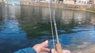 １月のプラクティス@桂川フライ＆ルアー釣り場 【エリアフィッシング】