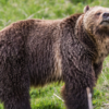 Fat Bear Week: Bears sense the world in an extraordinary way | Mashable